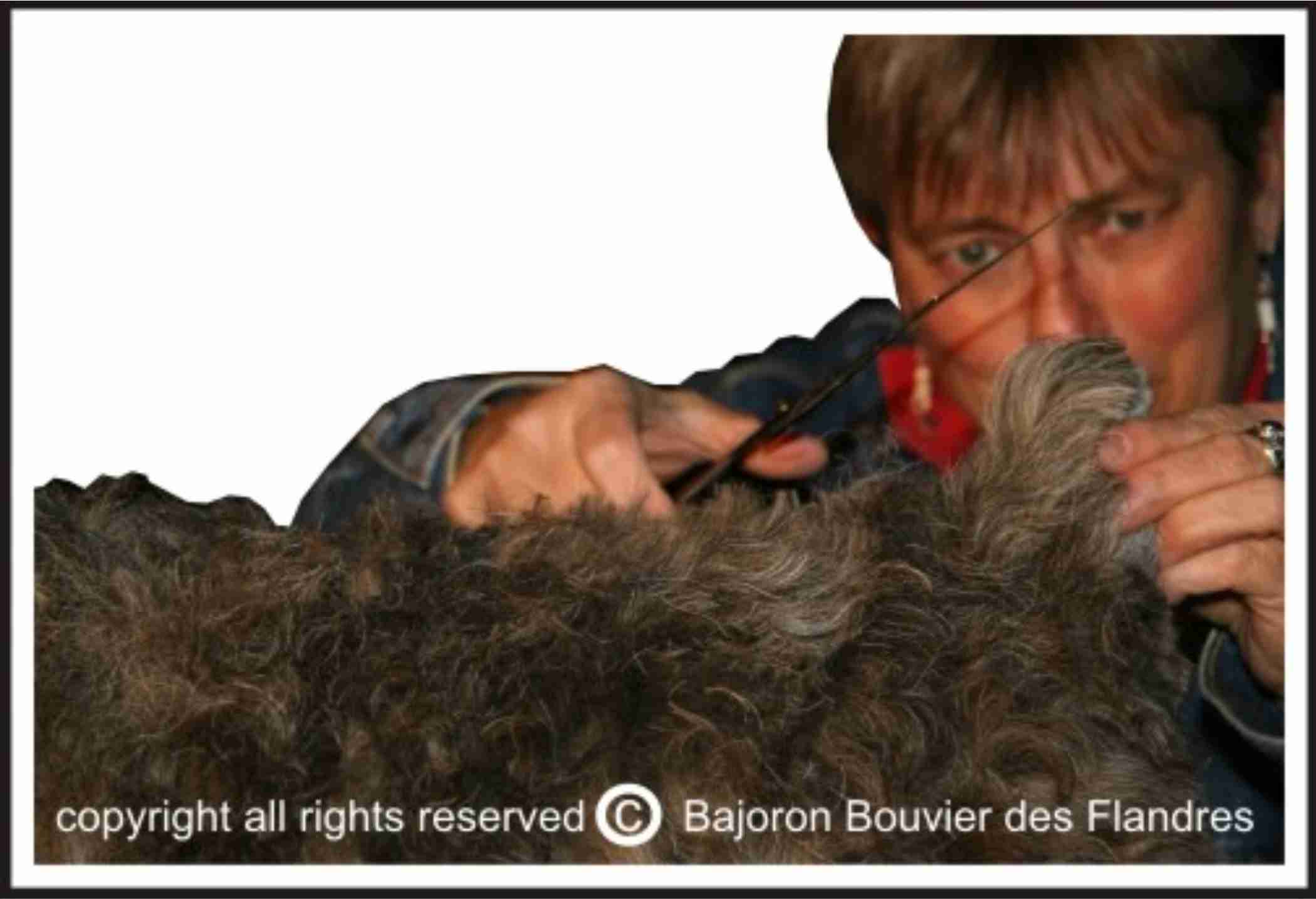 Grooming & The Bouvier des Flandres